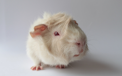 White Mouse  from Chrome web store to be run with OffiDocs Chromium online