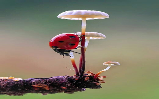 White mushroom and orange beetle wallpaper  from Chrome web store to be run with OffiDocs Chromium online