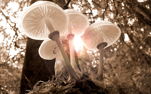 White mushrooms  from Chrome web store to be run with OffiDocs Chromium online
