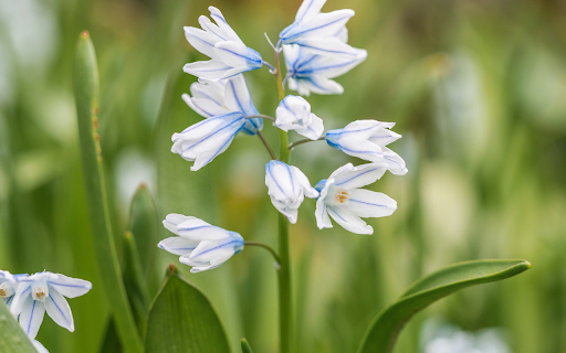 White orchids  from Chrome web store to be run with OffiDocs Chromium online