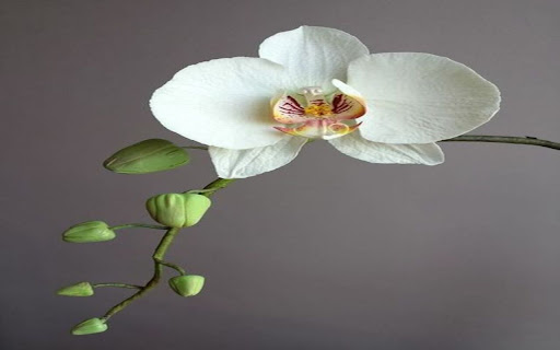 white orchid wallpaper  from Chrome web store to be run with OffiDocs Chromium online