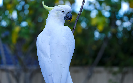 White parrot  from Chrome web store to be run with OffiDocs Chromium online