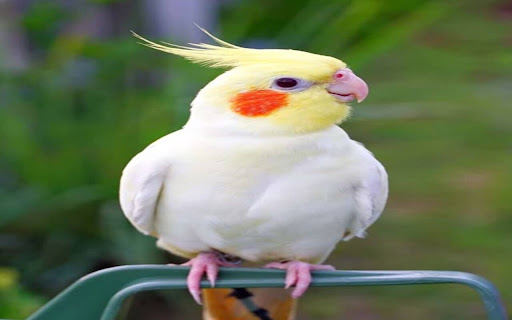 white parrot wallpaper  from Chrome web store to be run with OffiDocs Chromium online