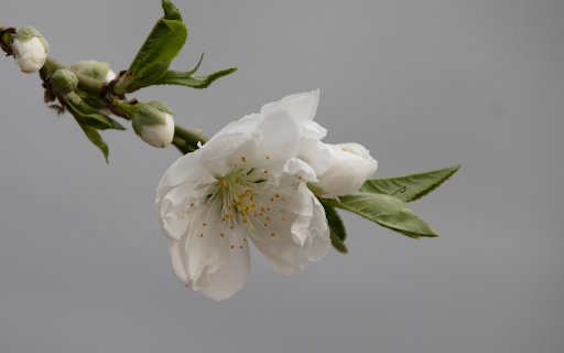 White Peach  from Chrome web store to be run with OffiDocs Chromium online