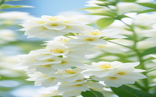 White peach blossom wallpaper  from Chrome web store to be run with OffiDocs Chromium online