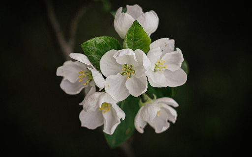 white pearl flower  from Chrome web store to be run with OffiDocs Chromium online