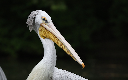 White Pelican  from Chrome web store to be run with OffiDocs Chromium online