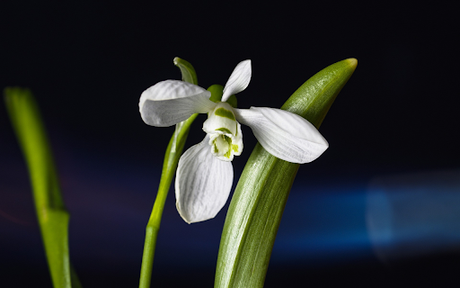 White petals  from Chrome web store to be run with OffiDocs Chromium online White petals  from Chrome web store to be run with OffiDocs Chromium online