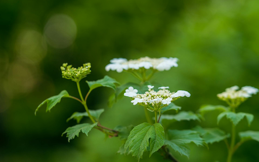 White pigweed  from Chrome web store to be run with OffiDocs Chromium online