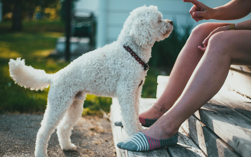 White Poodle  from Chrome web store to be run with OffiDocs Chromium online