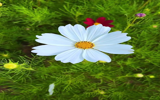 White Portulaca grandiflora flower wallpaper  from Chrome web store to be run with OffiDocs Chromium online
