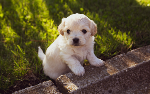 White puppy  from Chrome web store to be run with OffiDocs Chromium online