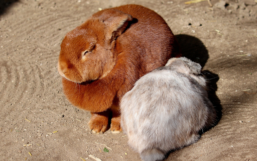 White Rabbit and Yellow Rabbit  from Chrome web store to be run with OffiDocs Chromium online