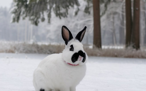 White rabbit with black ears  from Chrome web store to be run with OffiDocs Chromium online