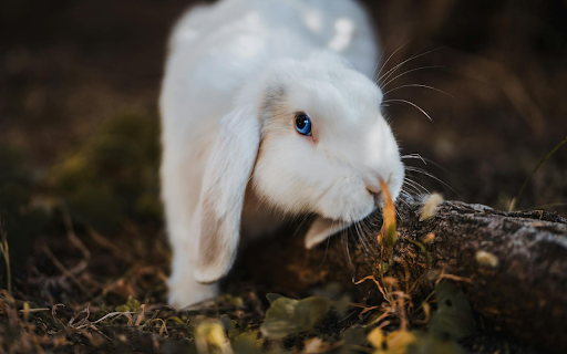 White Rabbit with Blue Eyes  from Chrome web store to be run with OffiDocs Chromium online