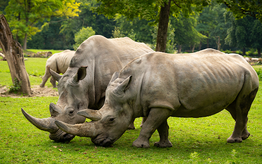 white rhino in wild habitat  from Chrome web store to be run with OffiDocs Chromium online