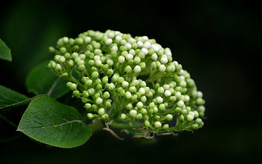 White Rice Flower  from Chrome web store to be run with OffiDocs Chromium online