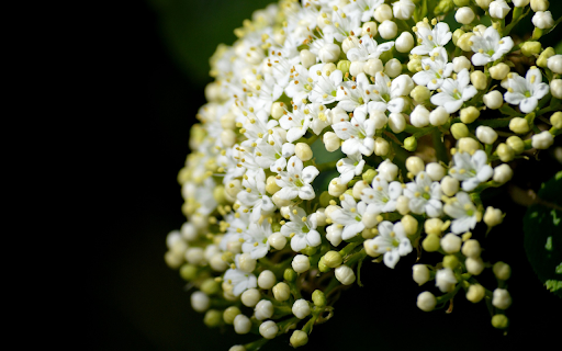White Rice Flower Branch  from Chrome web store to be run with OffiDocs Chromium online