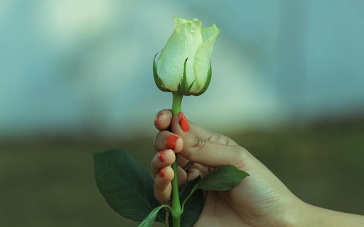 White Rose  from Chrome web store to be run with OffiDocs Chromium online