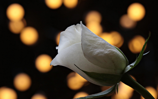 White rose buds at night  from Chrome web store to be run with OffiDocs Chromium online