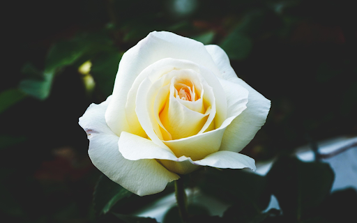 White Rose Elegance  from Chrome web store to be run with OffiDocs Chromium online