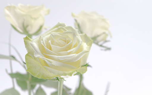 White rose in the morning  from Chrome web store to be run with OffiDocs Chromium online