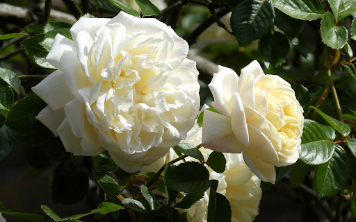 White Roses Bloom  from Chrome web store to be run with OffiDocs Chromium online
