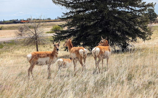White rump antelope  from Chrome web store to be run with OffiDocs Chromium online
