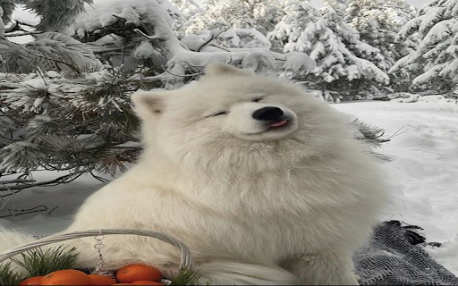 white Samoyed dog wallpaper  from Chrome web store to be run with OffiDocs Chromium online