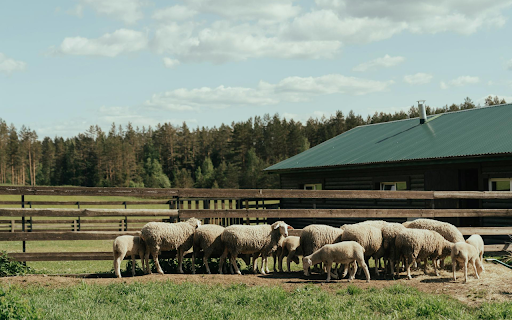 White Sheep  from Chrome web store to be run with OffiDocs Chromium online