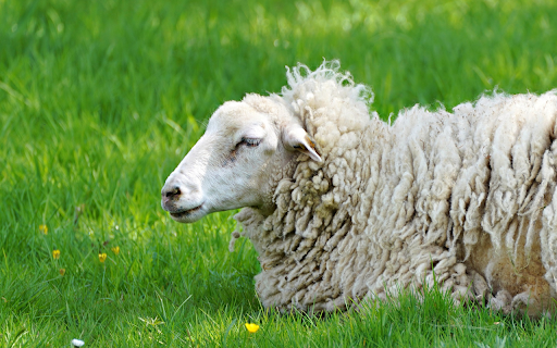 White Sheep on Green Grass  from Chrome web store to be run with OffiDocs Chromium online