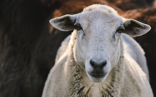 White Sheep Trimmed  from Chrome web store to be run with OffiDocs Chromium online