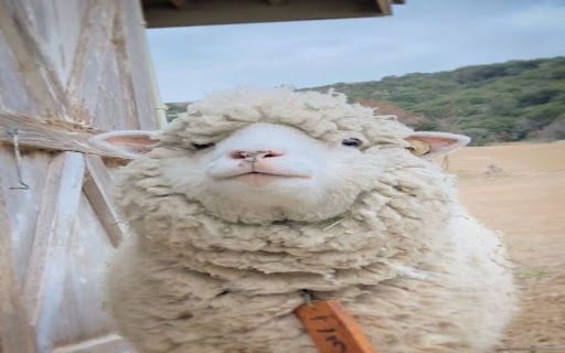 white sheep wallpaper  from Chrome web store to be run with OffiDocs Chromium online