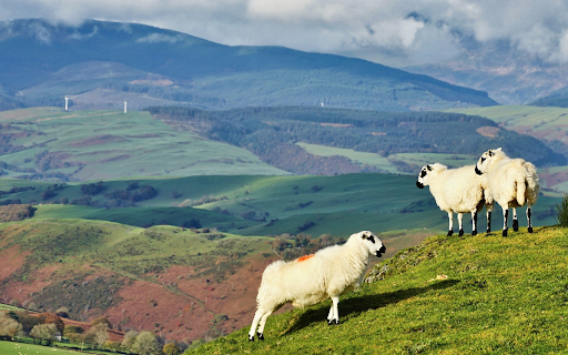 White sheep with dirty faces  from Chrome web store to be run with OffiDocs Chromium online