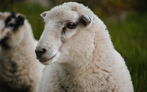 White sheep with small ears  from Chrome web store to be run with OffiDocs Chromium online