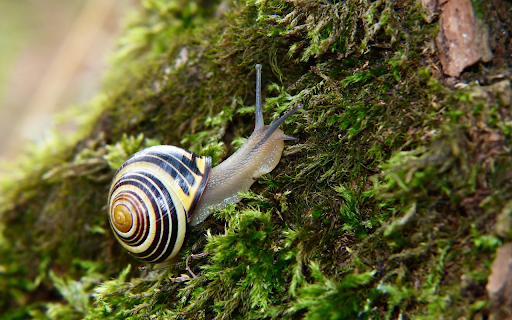 White snail  from Chrome web store to be run with OffiDocs Chromium online