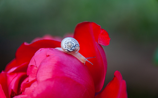 White snail on rose petal  from Chrome web store to be run with OffiDocs Chromium online