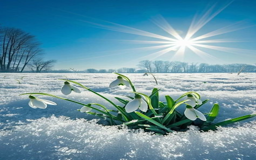 white snowdrop flower wallpaper  from Chrome web store to be run with OffiDocs Chromium online