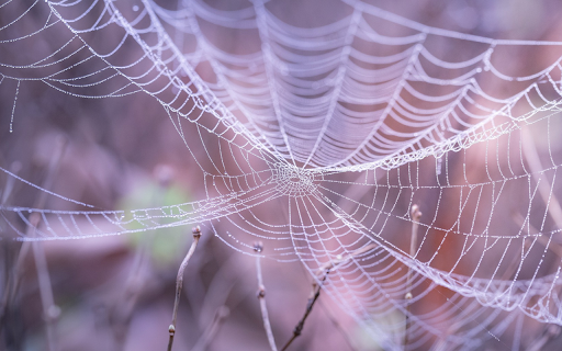 White spider nest  from Chrome web store to be run with OffiDocs Chromium online