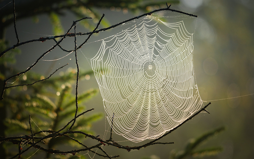 White spider web  from Chrome web store to be run with OffiDocs Chromium online