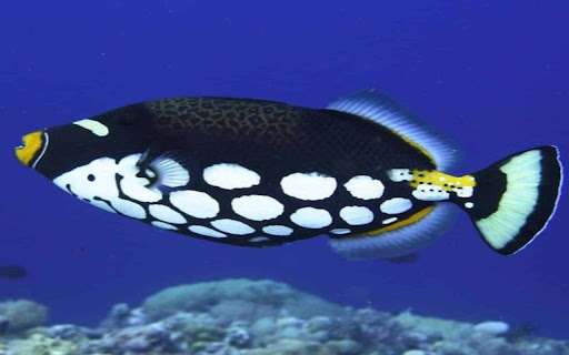 white spotted croaker wallpaper  from Chrome web store to be run with OffiDocs Chromium online