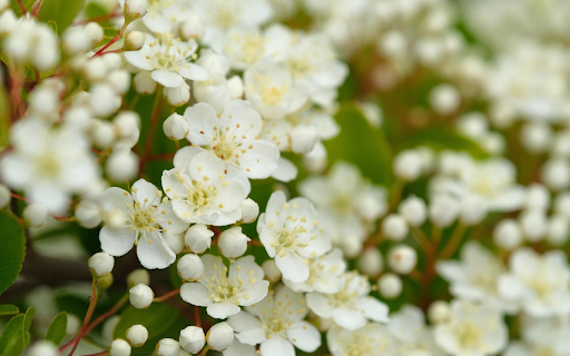White Spring Blossoms  from Chrome web store to be run with OffiDocs Chromium online
