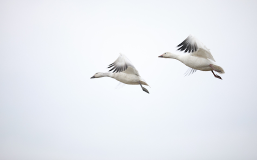 White stork flying  from Chrome web store to be run with OffiDocs Chromium online