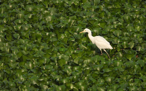 White stork on duckweed pond  from Chrome web store to be run with OffiDocs Chromium online