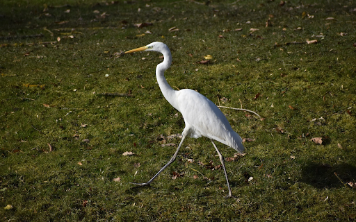 White stork on the grassland  from Chrome web store to be run with OffiDocs Chromium online