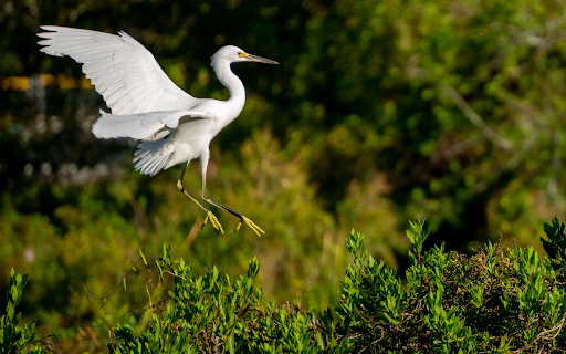 White stork with black legs  from Chrome web store to be run with OffiDocs Chromium online