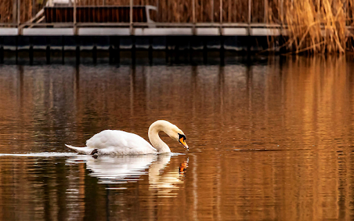 White Swan  from Chrome web store to be run with OffiDocs Chromium online
