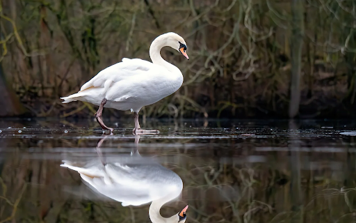 WHITE SWAN Theme  from Chrome web store to be run with OffiDocs Chromium online