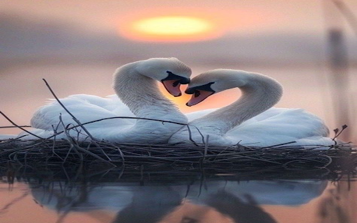White swan wallpaper  from Chrome web store to be run with OffiDocs Chromium online