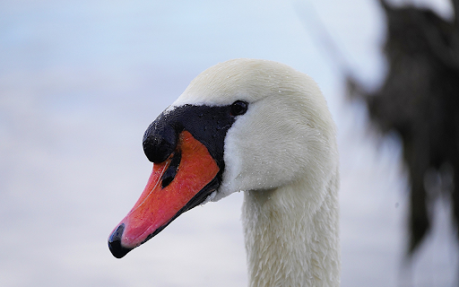 White swan with pink bill  from Chrome web store to be run with OffiDocs Chromium online
